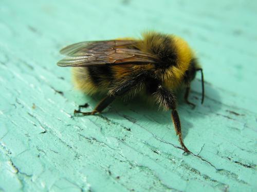 ����� �������� �� ��������