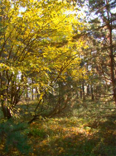 ������� ������ ����