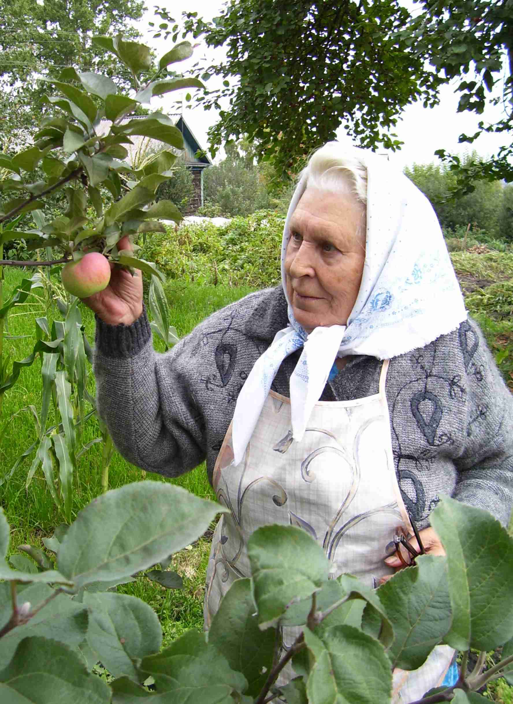 Бабушка огородница картинка