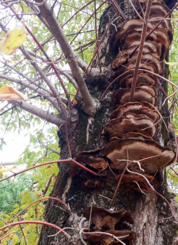 ������� �����