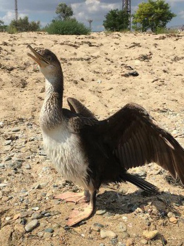 ������������ ������� ������