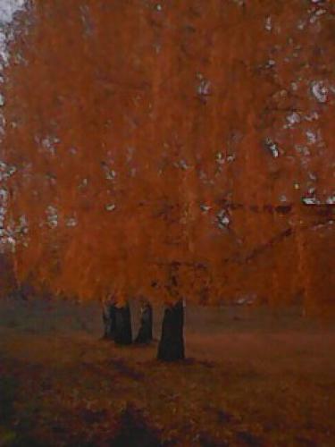 красавицы