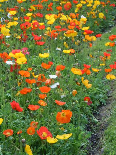 ������� ����