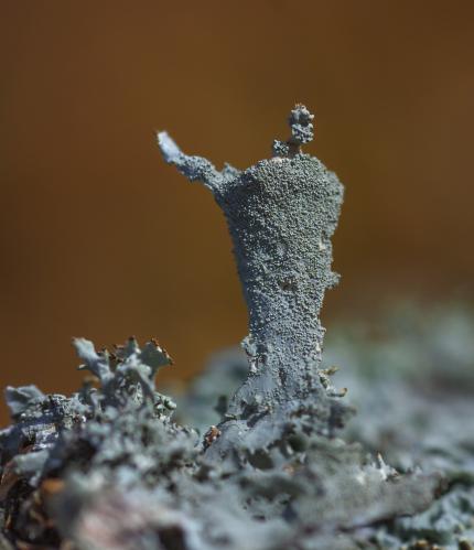 � �������� ���� �������