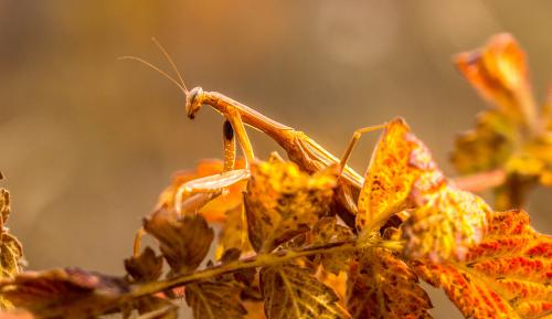 ������� ����� �����