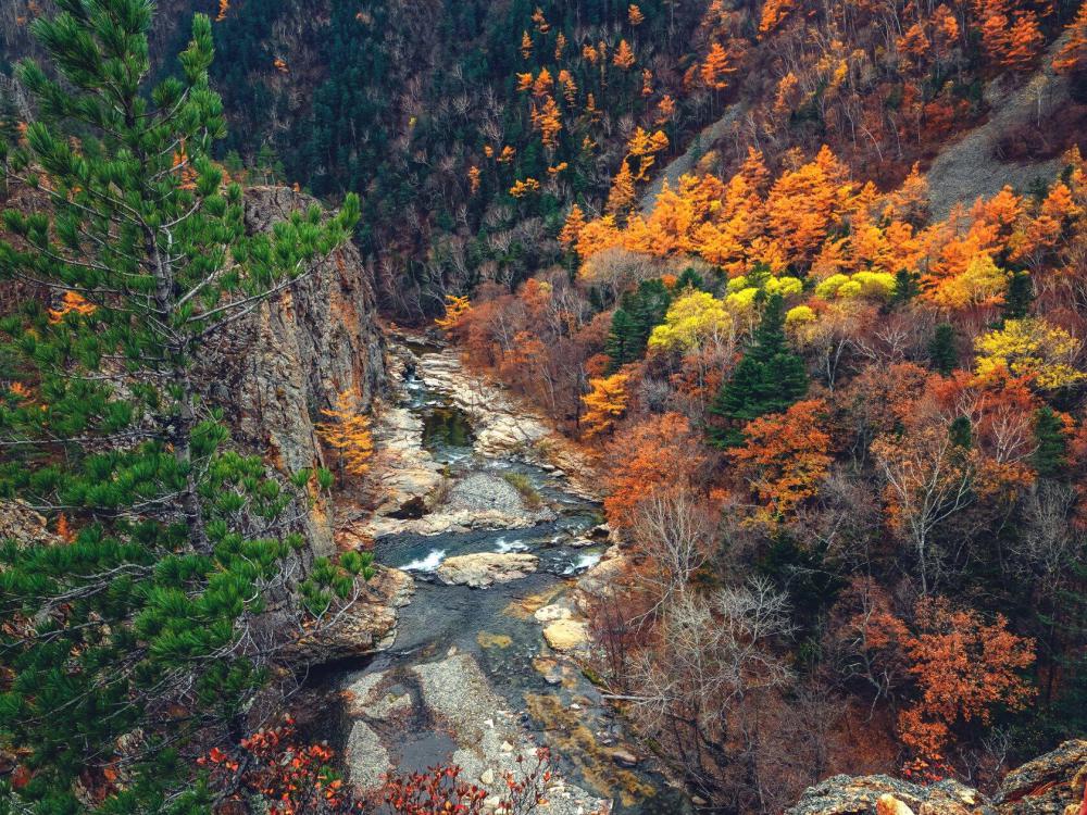 Осенняя Тайга Фото