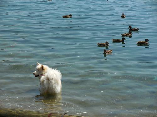 ���� ������� ���������