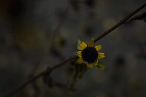 � ��������