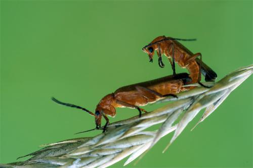 ����� ����������