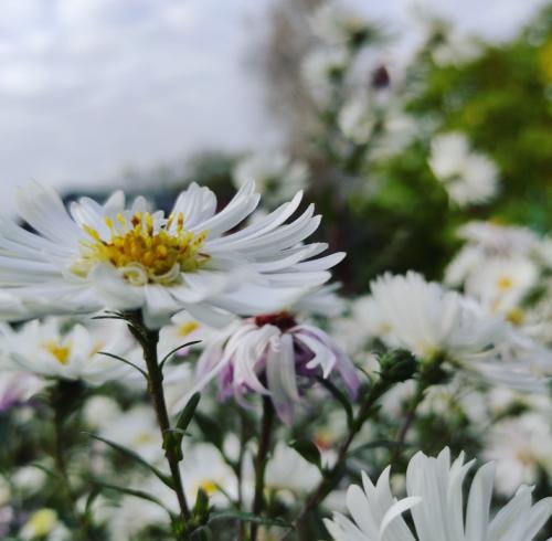 ������� ����� �������