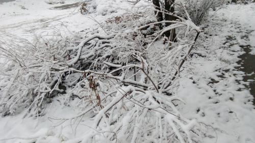 ������� ����