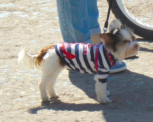 ��� �������