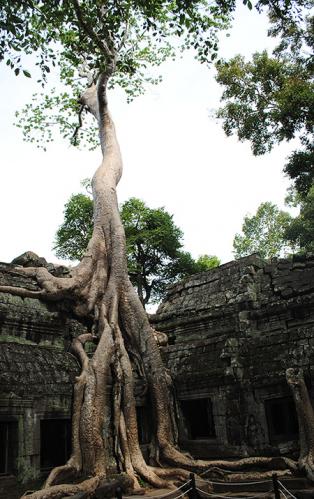   Ta Prohm...