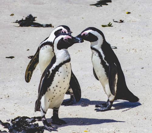 ������� ���������