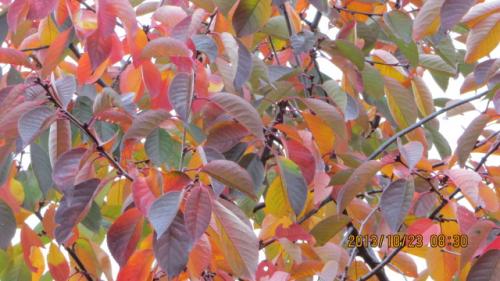 �������� �������