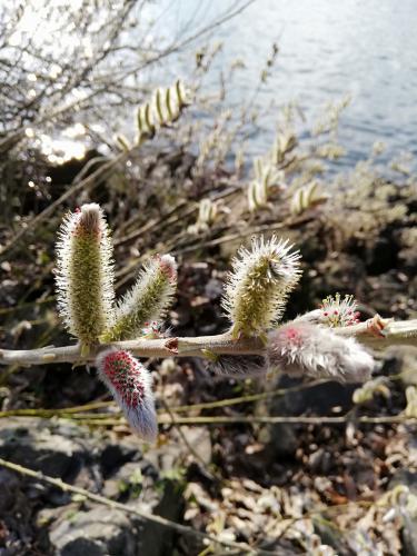 ����������� �������