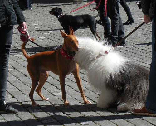 ����� ������ ������