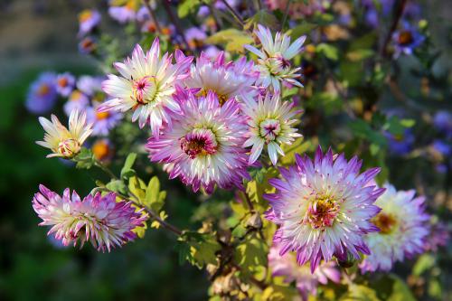 ������� �����