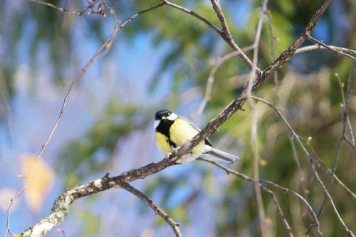 � ��������� �����