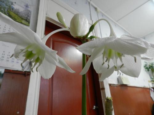 ���������� �����