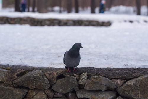 ��������� �������