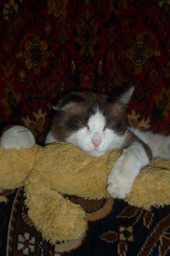 ������� �������