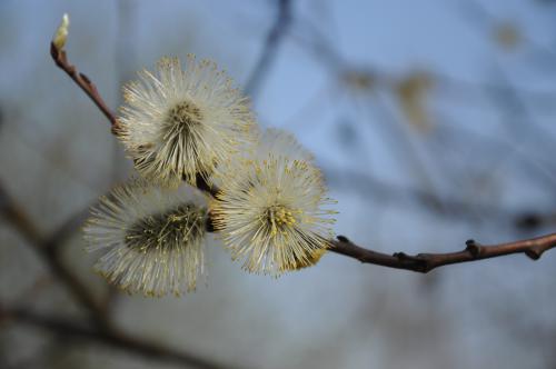 ����� ��������