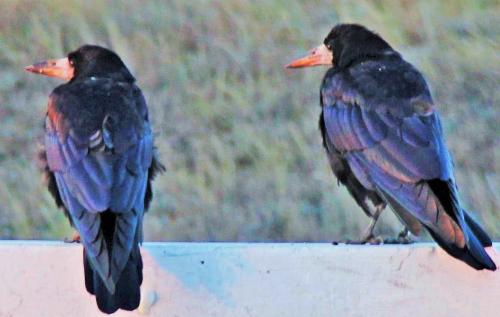 ����� � ������