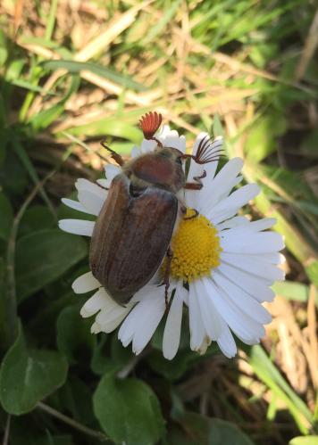 �������� ����������� 