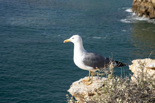 Seagul