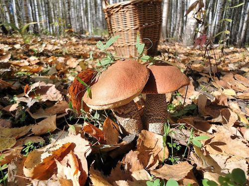 � ������� ����