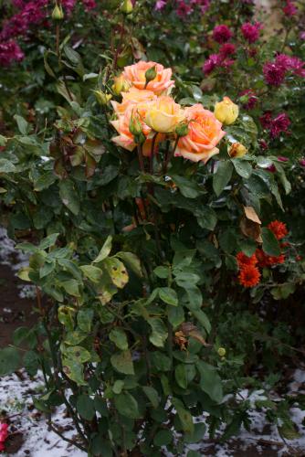 ������ ������