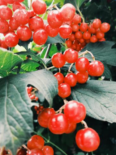 ������ ������