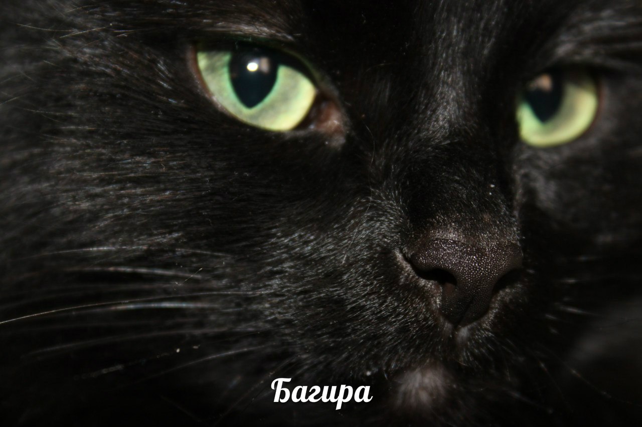 Багира кошка