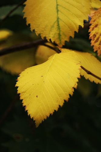 ����� ������