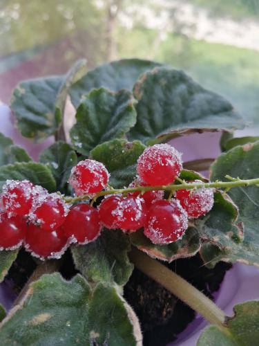 ������� �����