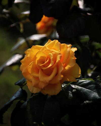 ���� �������