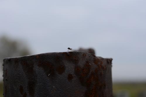 ������� �������