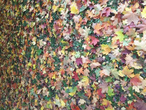 ���� �� �������