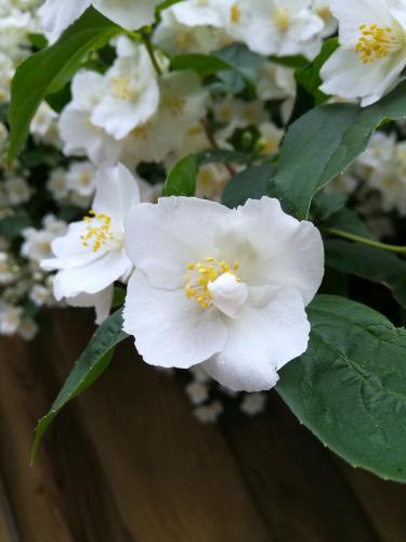 ������ ������