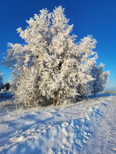 ���������� ����