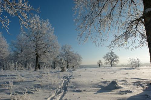 Морозное утро