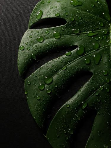Monstera 