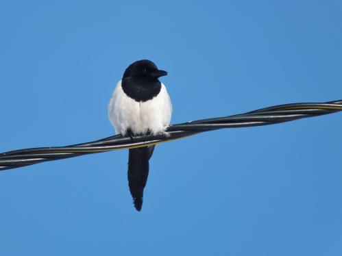 ������ ��������