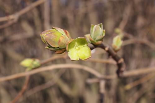 ������ �����