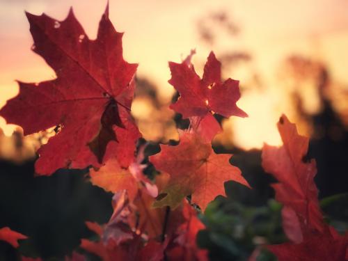 �� ��������