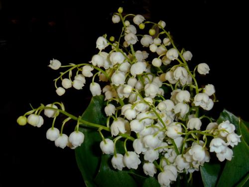 ������� ��������