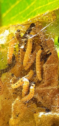 �������� ���������