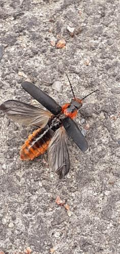 � ������ �����