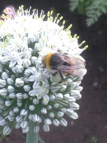 � �� ������